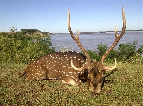 Big Game Riverland Outfitters Argentina Hunting Fishing And Experiences