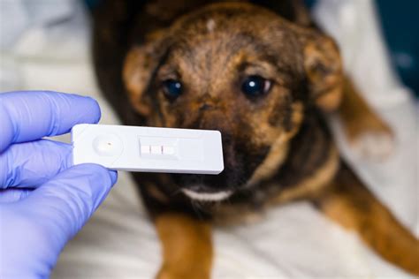 Parvovirose Canina Sintomas Tratamento E Prevenção Tudo De Cachorro