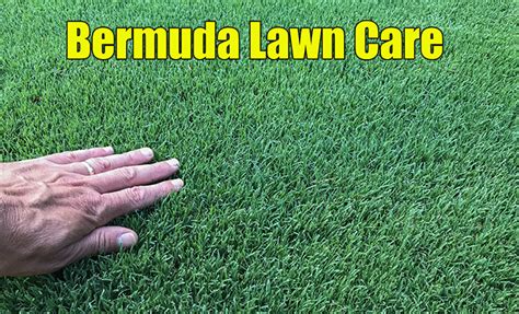 How Bermuda Grass Grows Bermuda Lawn Guide