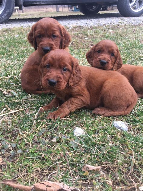 Irish Setter Puppies For Sale Huntertown In 292869