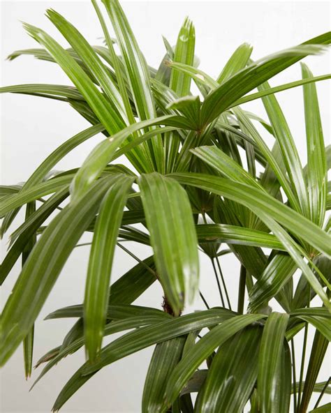 Lady Palm Plants For Delivery Indoor And Outdoor Plants Lively Root