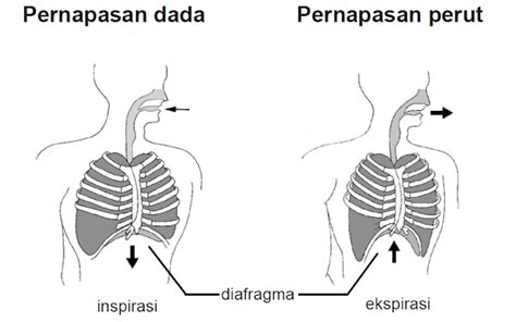 Sitem Pernapasan Manusia Mekanisme Pernapasan Dan Penyakit Pada Pernapasan