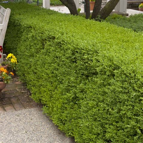Top 95 Pictures Types Of Boxwood Shrubs Pictures Superb