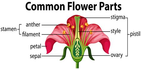 Most flowers contain male parts and female parts. Diagram of the Parts of a Flower | Parts of a flower ...