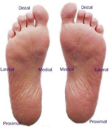 Regions Of Foot Anatomy