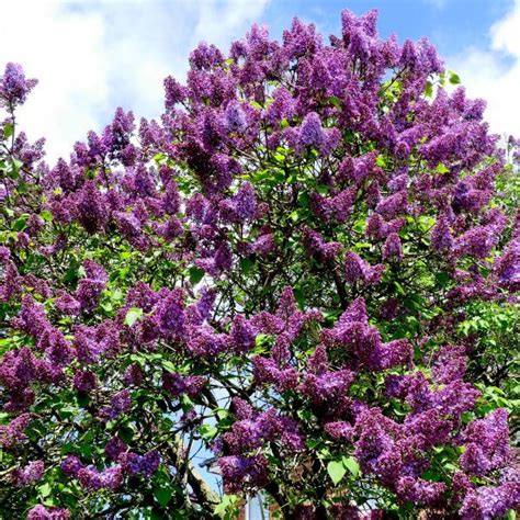 Common Purple Lilac Buy At Nature Hills Nursery
