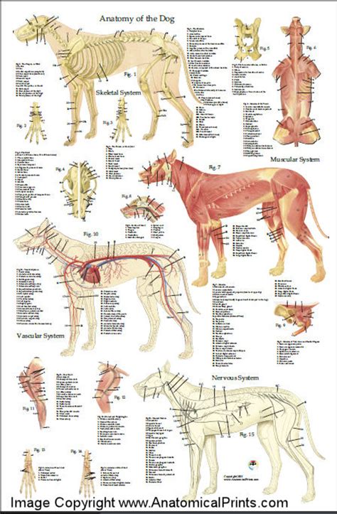 Canine Internal Anatomy Chart Poster Laminated Ubicaciondepersonas