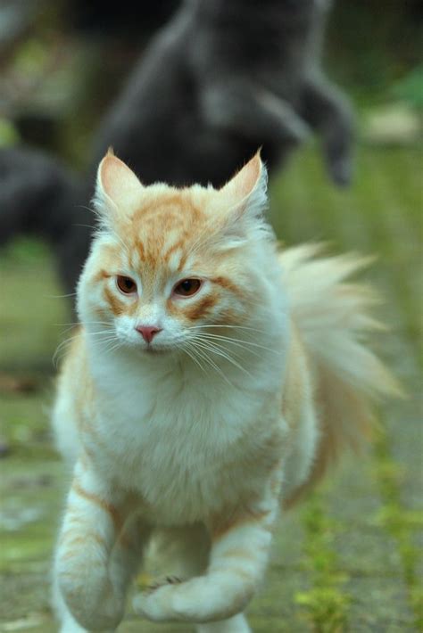 These legs help them run fast, which works in their favor since they ambush or hunt their prey rather than trap it in a web. How Fast Can A Cat Run | Cat run, Cats, Animals