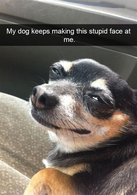 25 Hilarious Dog Snapchats That Are Impawsible Not To Laugh At Bored
