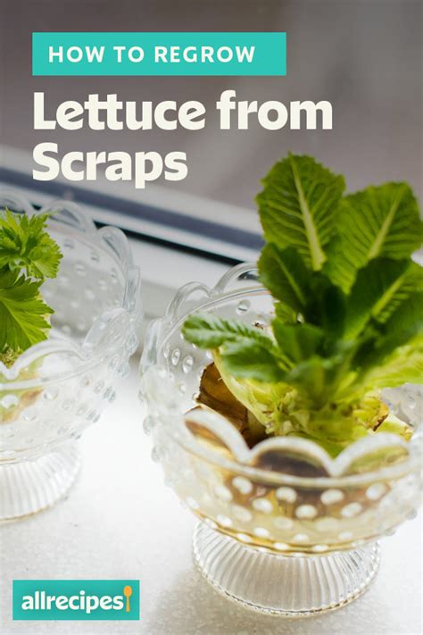 How To Regrow Lettuce From Scraps Regrow Lettuce Regrow Romaine