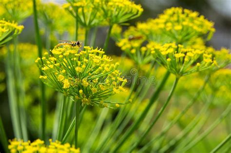 Yellow Flowers Of Dill Close Up Stock Image Image Of Agricultural