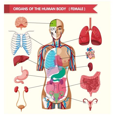 Anatomie Des Organes Du Corps Humain Vecteurs Libres De Droits Et Plus