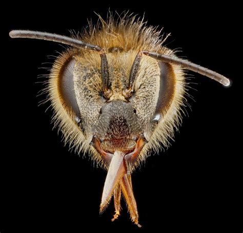 The Flying Tortoise National Geographics Beautiful Intimate Portraits Of Bees By Sam Droege