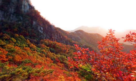 Book your tour today and enjoy the discounted price. South Korea Autumn Weather - Rove.me
