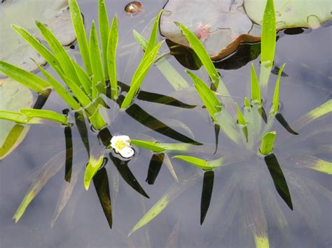 Stratiotes Aloides Water Soldiers Devon Pond Plants
