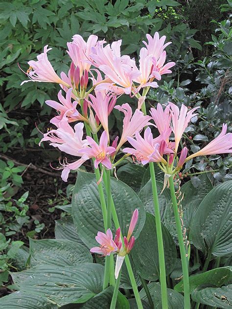Surprise Lily Lycoris Squamigera In Indianapolis Carmel Fishers