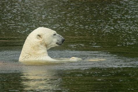 Polarni Medved Pronađen Kako Pliva 700 Km Daleko Od Arktika Vesti