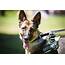 Honoring Military Dogs For K9 Veterans Day  The Dog Blog