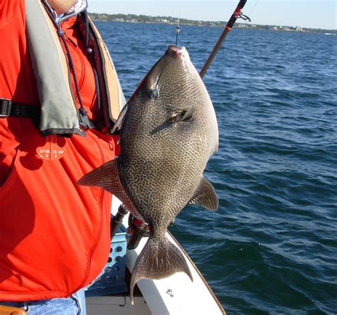 Anglers Landing Triggerfishin Bay And Offshore Cranston Herald