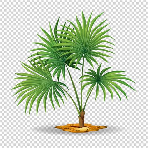 Palmboom Op Transparante Achtergrond Vectorkunst Bij Vecteezy