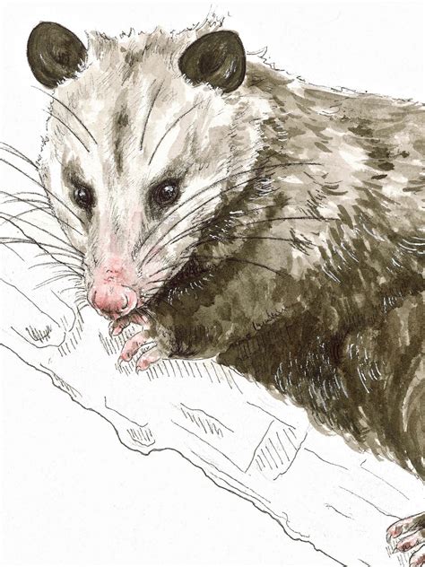 Opossum Print Nature Wildlife Art Print Opossum Watercolor Etsy