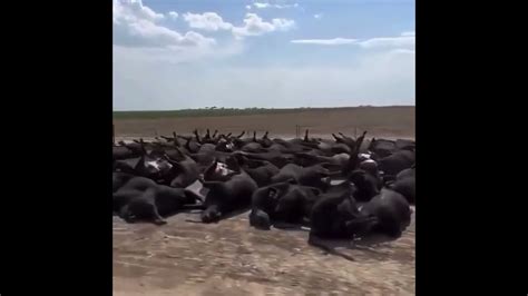 10 Thousand Cattle Dying From Heatstroke In Kansas By Matthew Todd