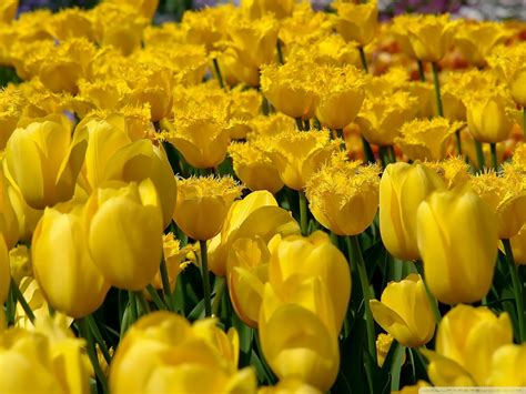 Yellow Tulip Flowers Wallpaper 34611602 Fanpop