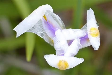 Browse the most recent naples, florida obituaries and condolences. Flower at Dr. P. Phillips Community Park. Orlando, Florida ...