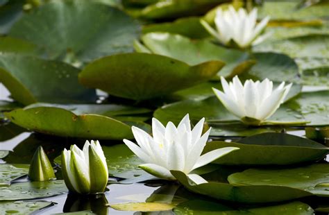 3840x2160 Resolution White Lotus Flowers In Pond Hd Wallpaper