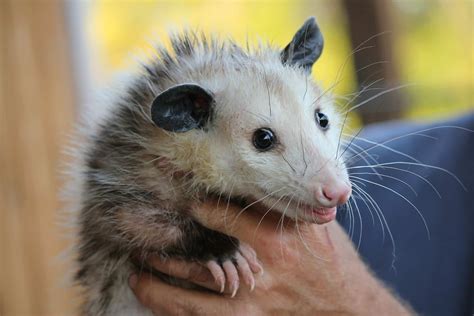 Opossum Removal Wildlife Removal Services Of South Florida