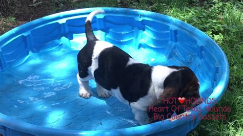Hot Hounds Akc European Basset Hound Puppy Wading In Pool Youtube