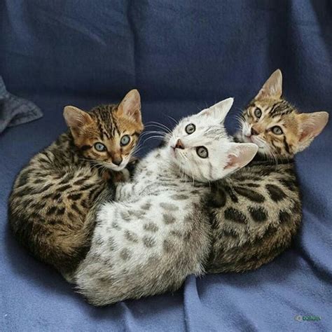 Cute Bengal Kittens Available Oorgin