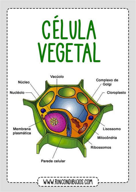 Hiscience Licensed For Non Commercial Use Only 4 Eso Tema 1 La CÉlula