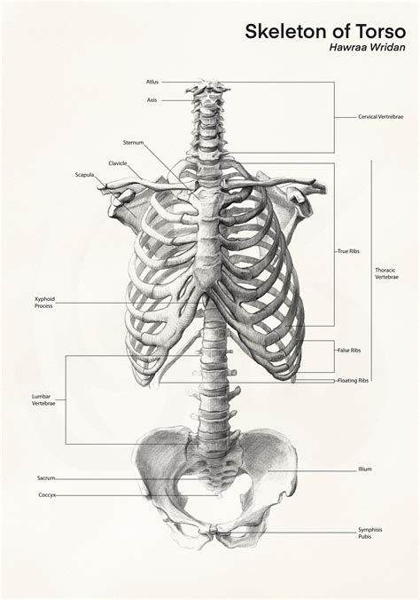 Artstation Human Skeleton Torso