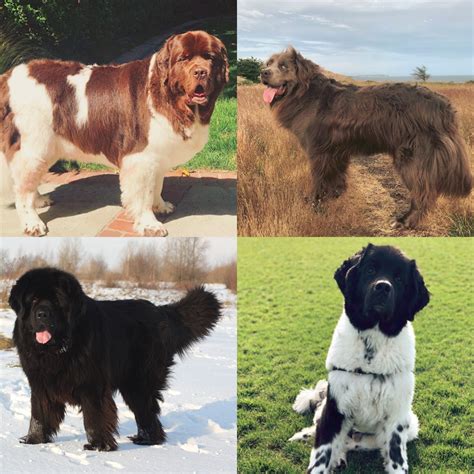 What Colors Do Newfoundland Dogs Have