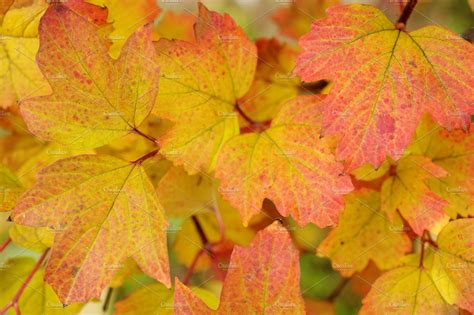 Bright Autumn Leaves Containing Autumn Fall And Leaves High Quality