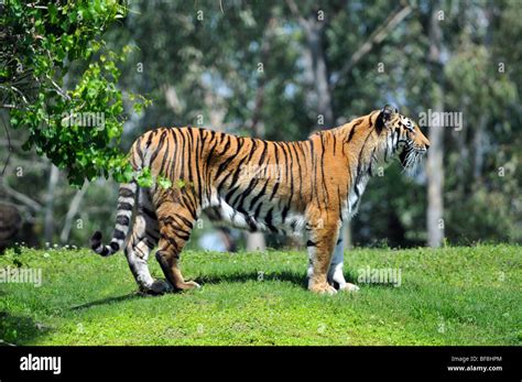 Tigre de Bengala en su hábitat Fotografía de stock Alamy
