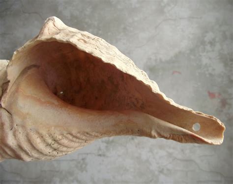 Vintage Horse Conch Shell For Coastal Beach House Decor Etsy