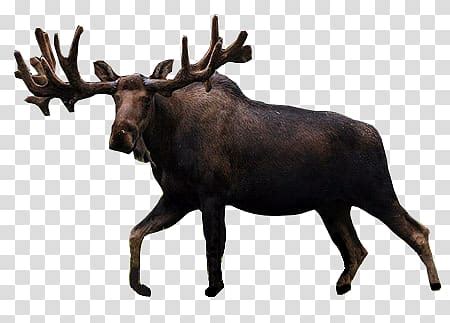 Moose Elk Transparent Background PNG Clipart HiClipart
