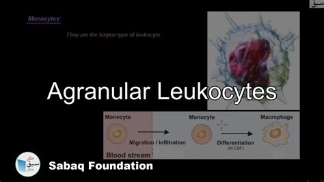 Agranular Leukocytes Biology Lecture Sabaqpk Youtube