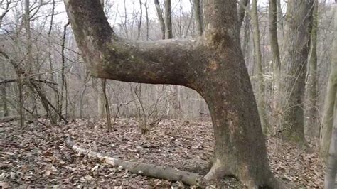 If You Ever Come Across A Bent Tree It Means More Than You Think Here