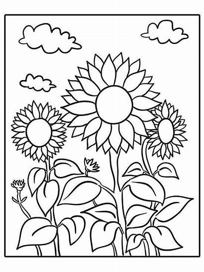 Coloring Sunflower Adult Printable Sheets Sunflowers Sheet