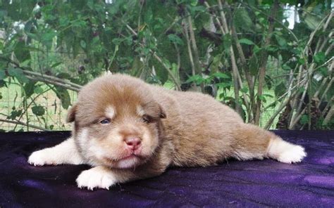 All colors, up to date on deworming and shots. Pomskies - Siberian Husky + Pomeranian Hybrid Puppies for ...