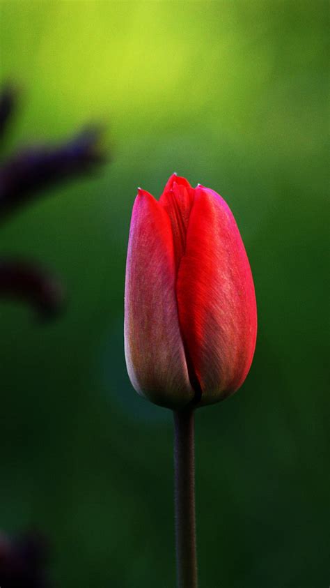 Free Photo Tulip Flower Red Nature Red Tulip Green Garden Hippopx