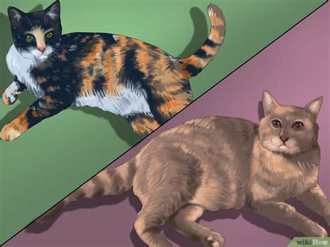 子猫の性別を見分ける方法 Wikihow
