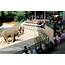 Malacca Zoo – Islamic Tourism Centre Of Malaysia  ITC