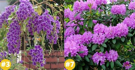 18 Purple Flowering Shrubs Thatll Beautify Your Garden Diy And Crafts