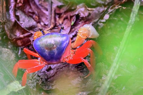 Land Crab Photograph By Ed Stokes Fine Art America