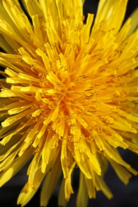 View Of Bright Yellow Dandelion Free Stock Photo Public Domain Pictures