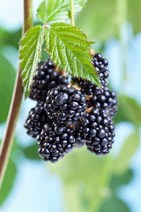 How To Plant A Blackberry Bush In 5 Steps The Brown Gardener